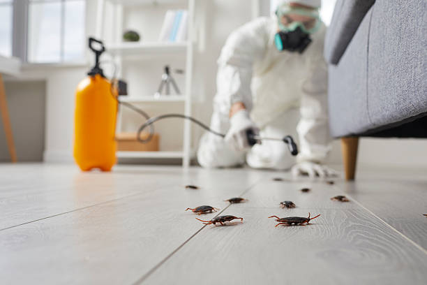 Commercial Rodent Management in Second Mesa